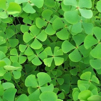 upright four leaf clover | marsilea quadrifolia