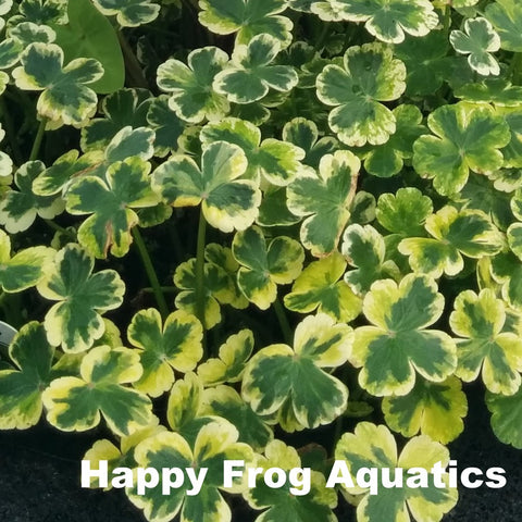 crystal ball variegated pennywort