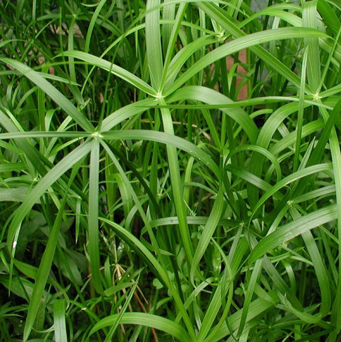 dwarf umbrella palm | cyperus alternifolius 'gracilis'