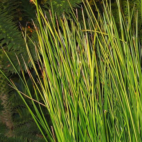 gold variegated striped rush | golden swords