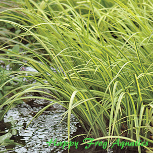 japanese golden sweetflag | acorus gramineus 'ogon'