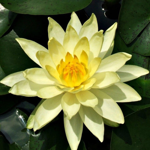 joey tomocik hardy water lily