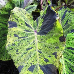 mojito taro | colocasia esculenta 'mojito'
