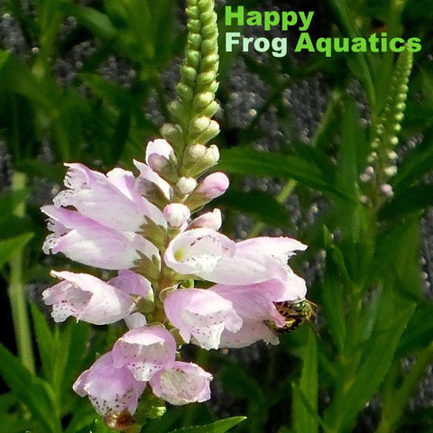 obedient plant | physostegia virginiana