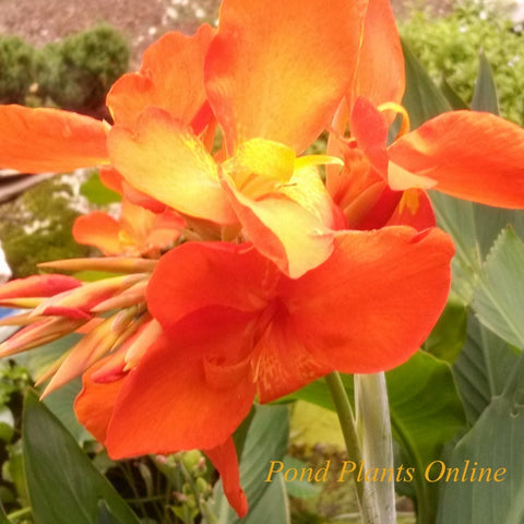 chiquita punch canna | 'dwarf orange punch'