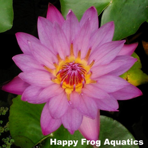 panama pacific water lily