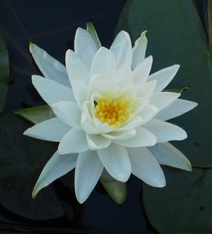 perry's double white