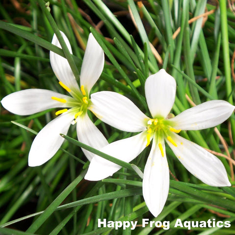 white rain lily | zephyranthes candida