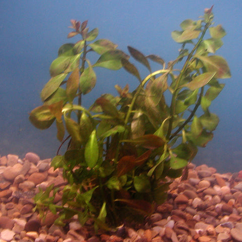 red ludwigia | l. natans