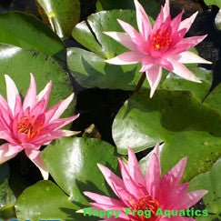 red spider water lily