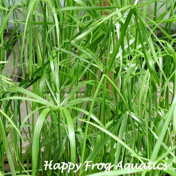 planting umbrella palm in water Umbrella Palm (Cyperus alternifolius) Pond Plant – Happy Frog Aquatics