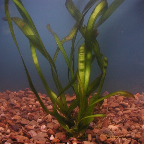 vallisneria | vallisneria americana