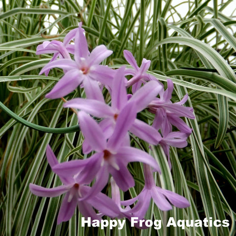 variegated society garlic | tulbaghia violacea variegata | available to ship late march/early april 2022