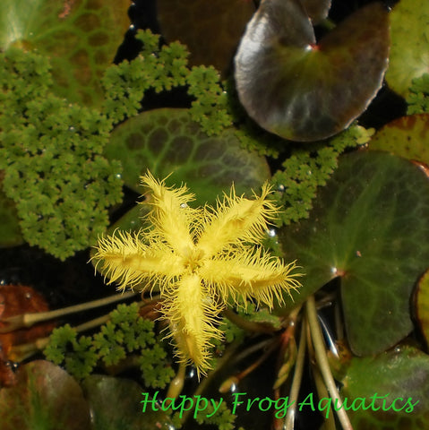 yellow snowflake | nymphoides geminata | potted