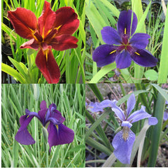 Hardy Iris Pond Plants