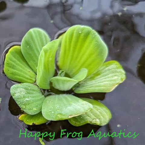 Rosette Water Lettuce