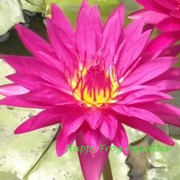 red tropical water lily | grower's choice