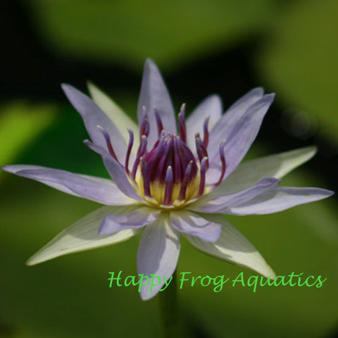colorata | tropical water lily
