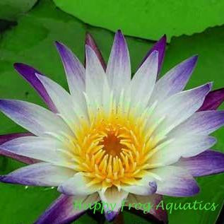purple joy | tropical water lily