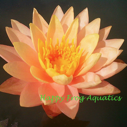 siam sunset | peach hardy water lily
