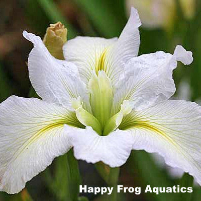 acadian miss | white louisiana iris