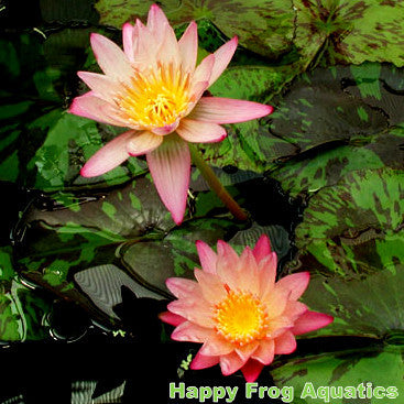 albert greenberg water lily