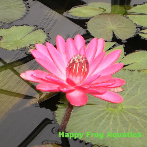 antares night blooming water lily