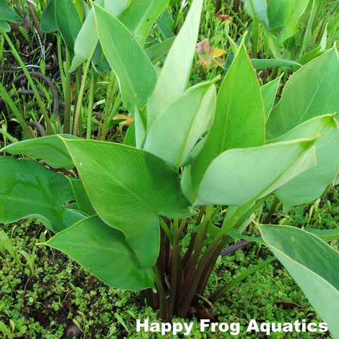 arrow arum | peltandra virginica