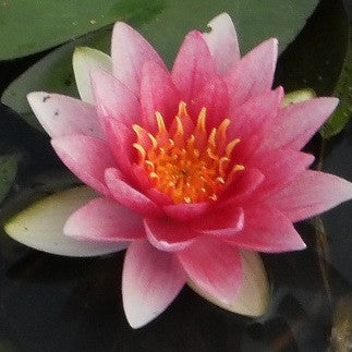 attraction water lily