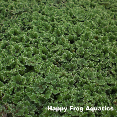 azolla | azolla caroliniana | 1/2 lb. portion