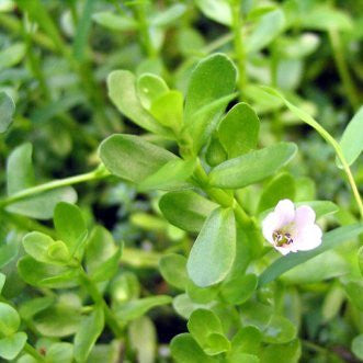 moneywort | bacopa monnieri