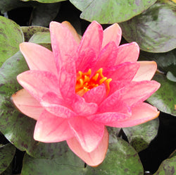 berit strawn | peachy pink hardy water lily  | available to ship late march/early april 2022