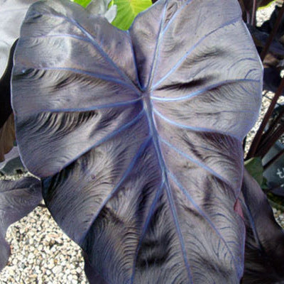 Black Coral Taro | Colocasia esculenta 'Black Coral'