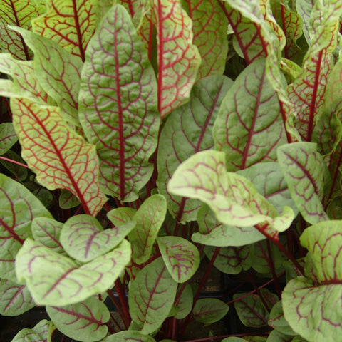 bloody dock | rumex sanguineus