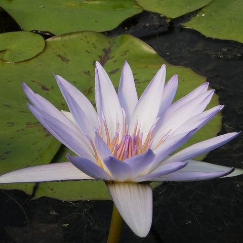 blue tropical water lily | grower's choice