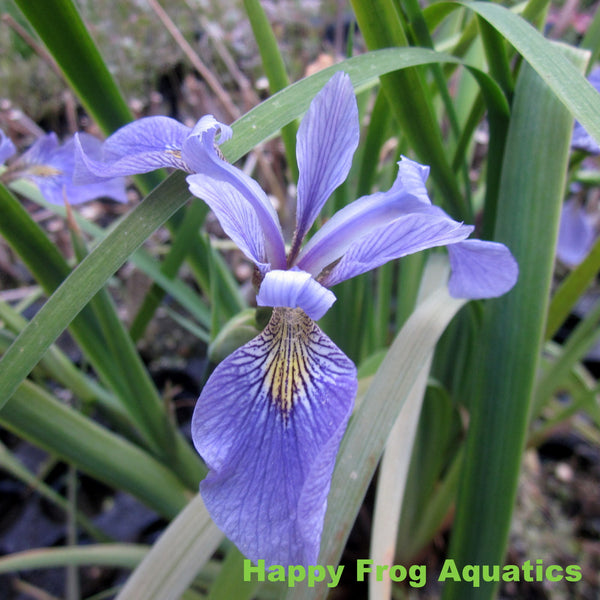 Blue Flag Pond Iris | Iris versicolor | Available Late March/April Spr ...