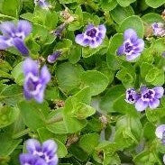 blue moneywort | lindernia grandiflora