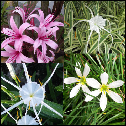 pink & white bog lily collection