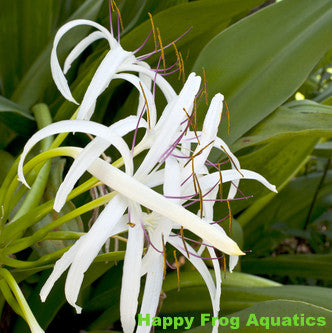 bog lily | crinum americanum