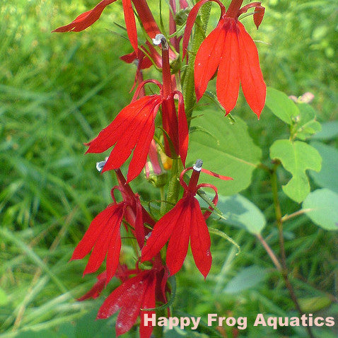 cardinal flower | lobelia cardinalis
