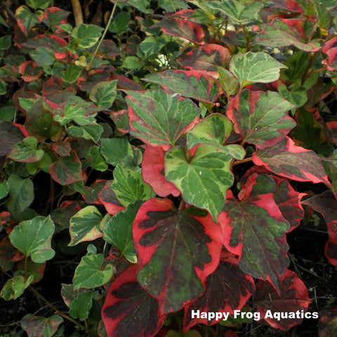 chameleon plant | houttuynia cordata variegeta