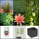 small water garden complete collection | 25 - 250 gallons