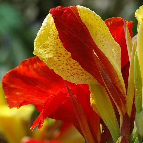 cleopatra canna