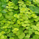 creeping jenny | lysimachia nummularia | potted