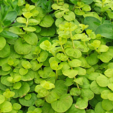 creeping jenny | lysimachia nummularia | potted
