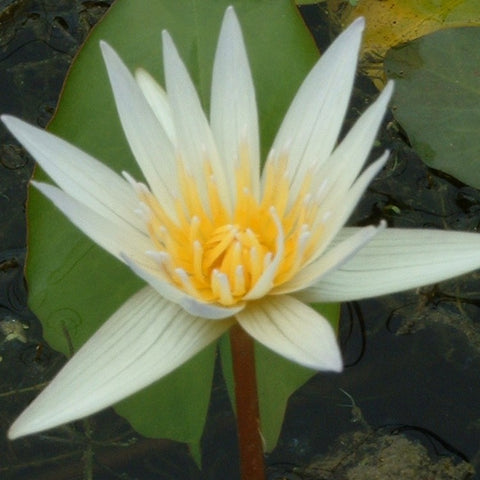 Dauben | Tropical Water Lily