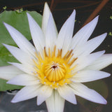 dauben | tropical water lily