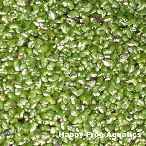 duckweed | lemna minor | small portion 1/4 lb.