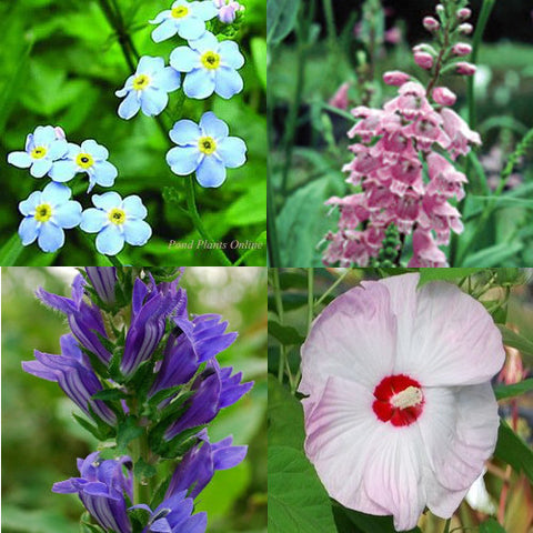 full sun flowering hardy bog plant collection | available april 2022