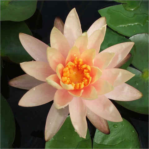 grower's choice | hardy peach water lily
